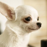 Chihuahua Cute Dog