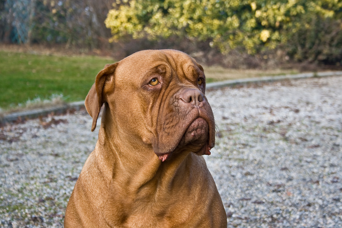 French Dog Breeds - Dog Breeders Guide