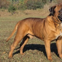 Giant Bull Mastiff Large Dog Breed