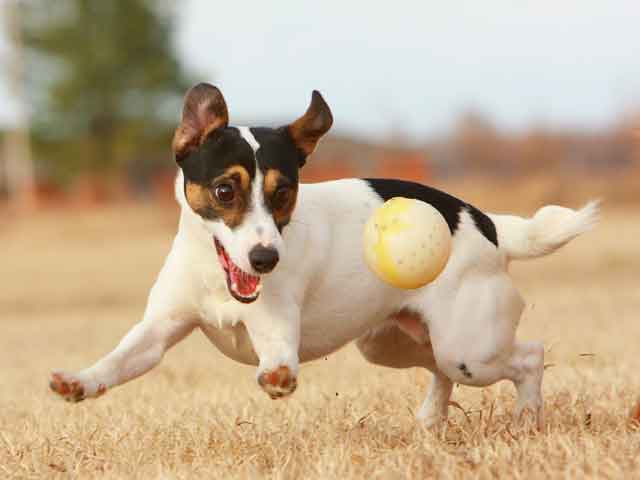 Jack Russell Terrier Small Dog Breed
