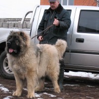 Russian Caucasian Shepherd Dog