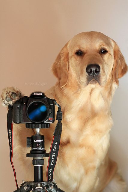 This dog takes your photo funny picture