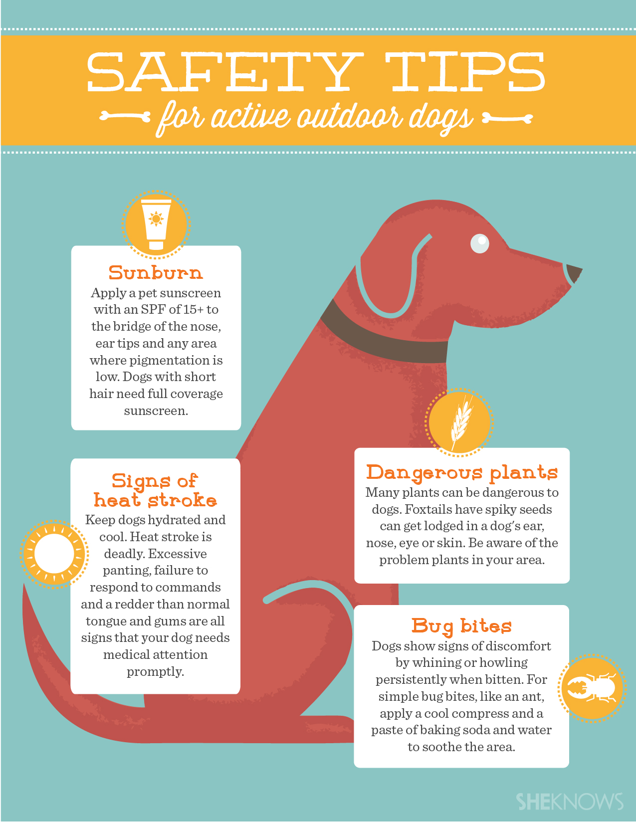 dogs care tips
