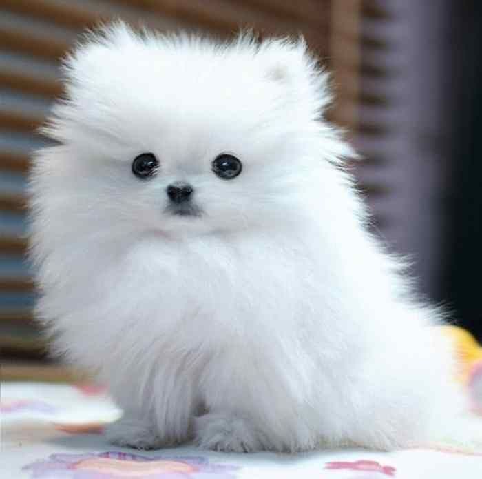 fluffy dog breeds tiny
