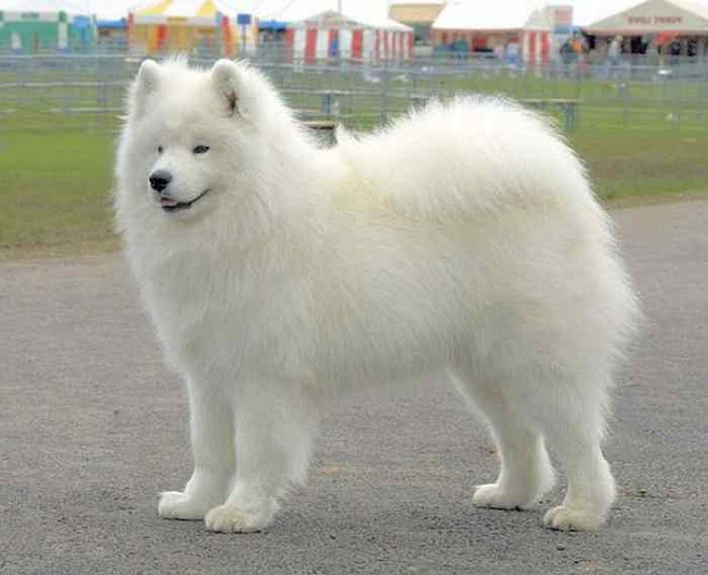 Big Fluffy Dog Breeds Big White Fluffy Dog Breeds