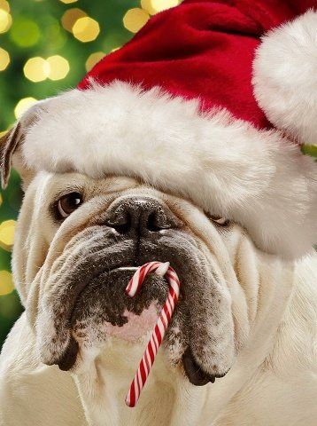 funny-dog-wearing-christmas-hat-pictre.jpg