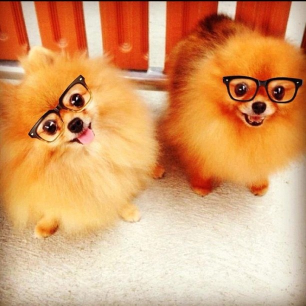 funny dog wearing glasses
