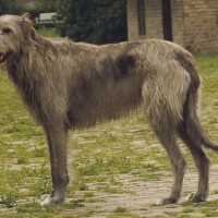 giant Irish Hound large dog breed