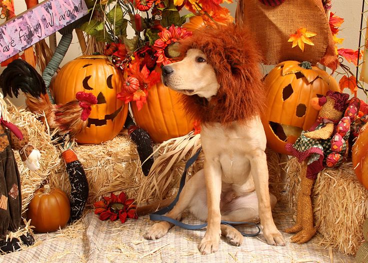 halloween funny dog pictures