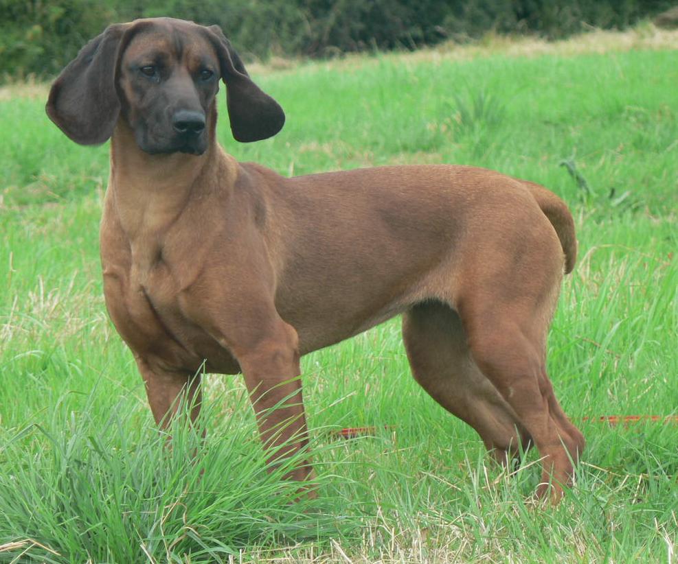 Hound Dog Breeds Dog Breeders Guide