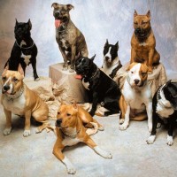 medium dog breeds list