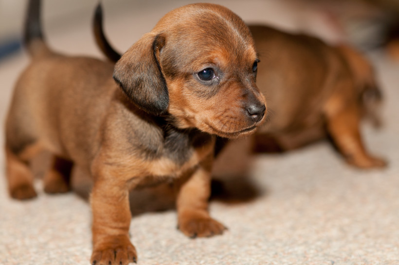 smallest dog breeds that stay small