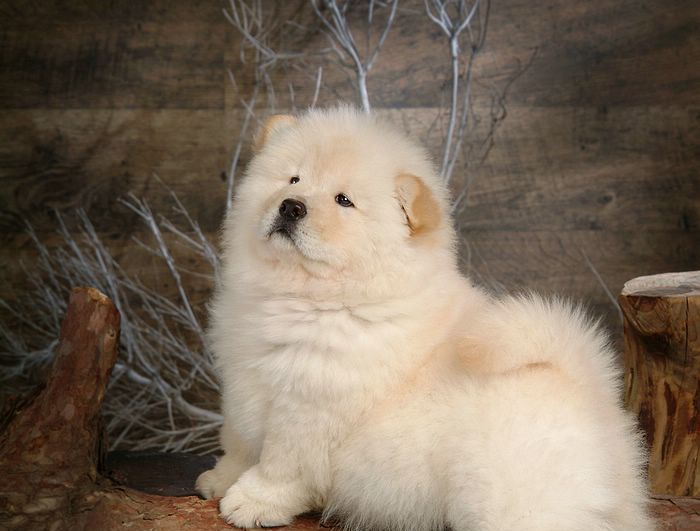 white fluffy dog breed