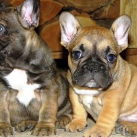 2 Little Chocolate French Bulldog at Home Picture