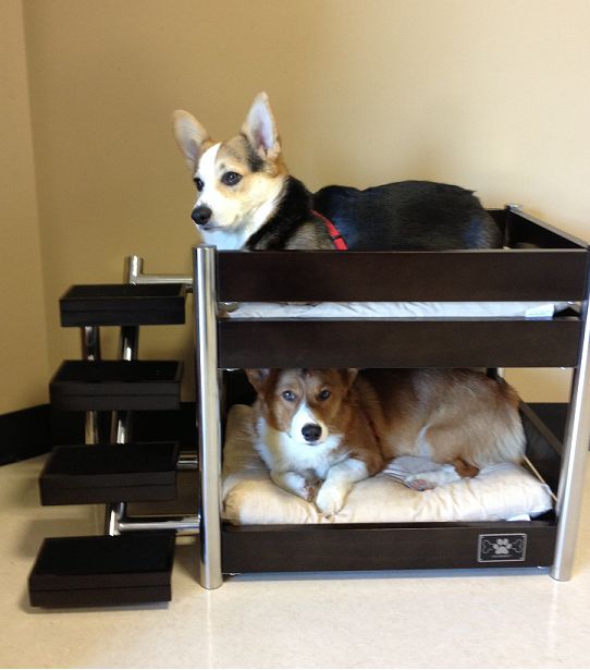 2 in 1 diy dog houses ideas for 2 dogs