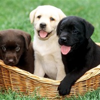 3 cute labrador puppies with different colors