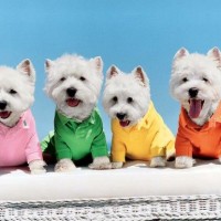 4 teacup dogs in different t-shirt
