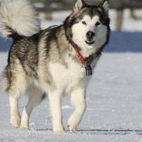Alaskan Malamute Healthy Dog Breed