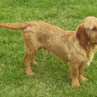 Basset Fauve de Bretagne Small Dog Breed with Pictures
