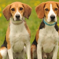 Beagle small dog breed with pictures