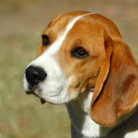 Beagles for your loved ones