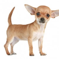 Best fo Family The Chihuahua Dog Breed