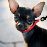 Black Chihuahua Dog Breed