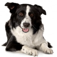 Border Collie Dog for your loved ones