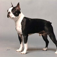 Boston Terrier Small Dog Breed with Pictures