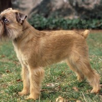 Brussels Griffon Small Dog Breed with Pictures