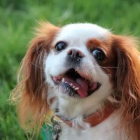 Cavalier King Charles Spaniel Small Dog Breed with Pictures