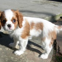 Cavalier King Charles Spaniel puppies pictures