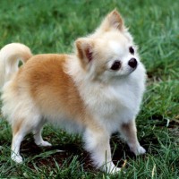 Chihuahua Dog Breed Facts