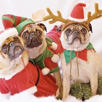 Christmas Gift Ideas for Dog Lovers