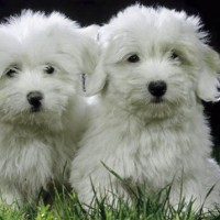 Coton De Tulear Small Dog Breed with Pictures