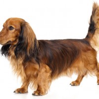 Dachshund Small Dog Breed with Pictures