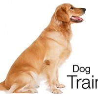 Dog Training How To Train Your Dog Facts and Tips