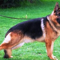 German Shepherd Healthy Dog Breed