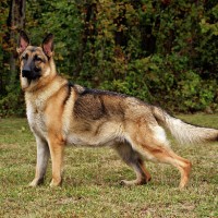 German Shepherds for your loved ones
