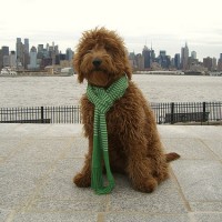 Goldendoodle for your loved ones