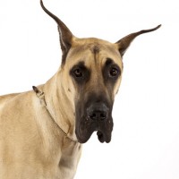 Great Dane Relaxed Dog Breed