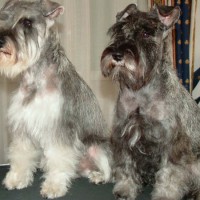 How to Care fo Schnauzer Perros