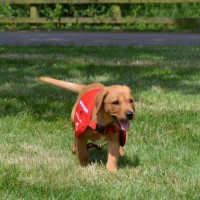 How to Educate a Labrador Dog or Puppy