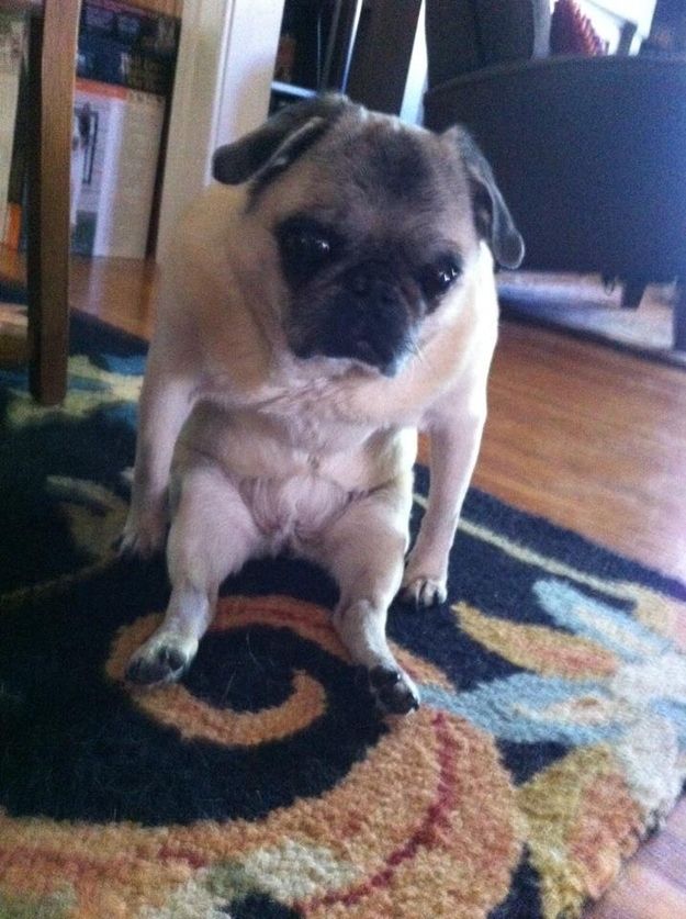 I am tired of sitting like this funny dog picture
