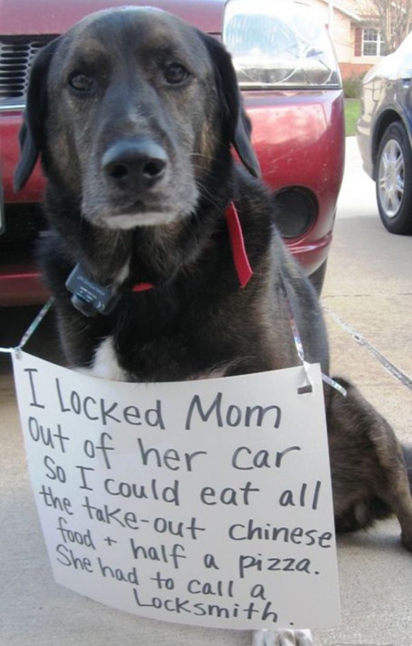 I locked my mom funny dog picture