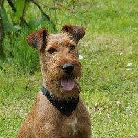 Irish Terrier Small Dog Breed with Pictures