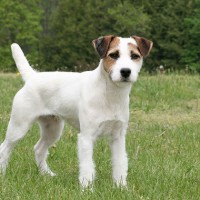 Jack Russell Terrier Small Dog Breed with Pictures