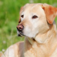 Labrador Retriever Dogs for your loved ones