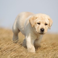 Labrador Retriever Healthy Dog Breed