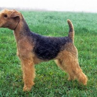Lakeland Terrier Small Dog Breed with PIctures